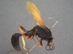 Sceliphron luzonensis by the Smithsonian. Used under a CC0 license.