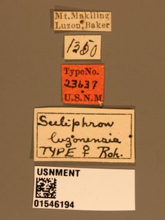 Sceliphron luzonensis by the Smithsonian. Used under a CC0 license.