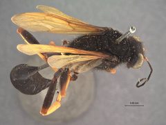 Sceliphron luzonensis by the Smithsonian. Used under a CC0 license.