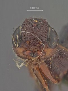 Megischus californicus by the Smithsonian. Used under a CC0 license.