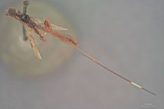 Megischus californicus by the Smithsonian. Used under a CC0 license.