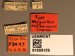 Megischus californicus by the Smithsonian. Used under a CC0 license.