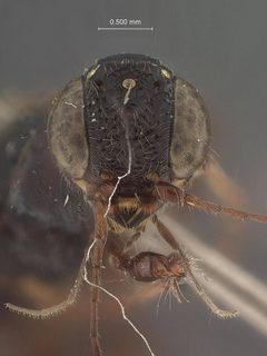 Megischus krombeini by the Smithsonian. Used under a CC0 license.