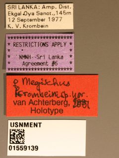 Megischus krombeini by the Smithsonian. Used under a CC0 license.