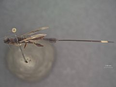 Megischus krombeini by the Smithsonian. Used under a CC0 license.