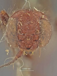Stephanus hirsutus by the Smithsonian. Used under a CC0 license.