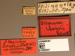 Stephanus linearis by the Smithsonian. Used under a CC0 license.
