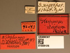 Stephanus nigripes by the Smithsonian. Used under a CC0 license.
