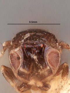 Tanaostigma glabrum by the Smithsonian. Used under a CC0 license.