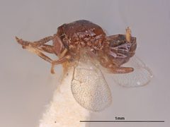 Tanaostigma glabrum by the Smithsonian. Used under a CC0 license.