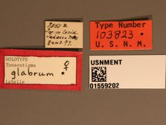 Tanaostigma glabrum by the Smithsonian. Used under a CC0 license.