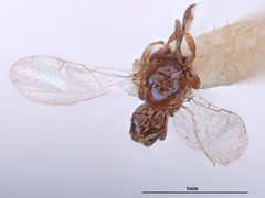 Tanaostigma glabrum by the Smithsonian. Used under a CC0 license.