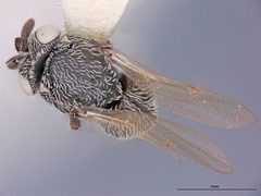 Tanaostigma lobo by the Smithsonian. Used under a CC0 license.