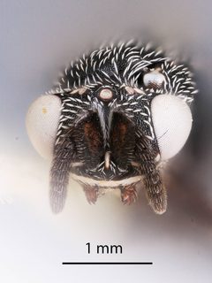 Tanaostigma lobo by the Smithsonian. Used under a CC0 license.
