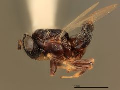 Tanaostigmodes albiclavus by the Smithsonian. Used under a CC0 license.