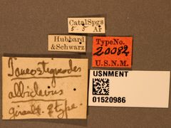Tanaostigmodes albiclavus by the Smithsonian. Used under a CC0 license.