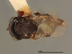 Tanaostigmodes albiclavus by the Smithsonian. Used under a CC0 license.