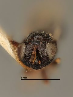 Tanaostigmodes albiclavus by the Smithsonian. Used under a CC0 license.