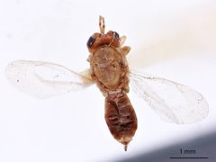 Tanaostigmodes basilaris by the Smithsonian. Used under a CC0 license.