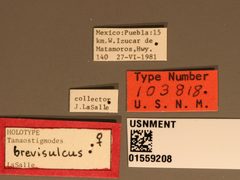 Tanaostigmodes brevisulcus by the Smithsonian. Used under a CC0 license.