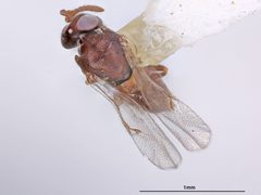 Tanaostigmodes brevisulcus by the Smithsonian. Used under a CC0 license.