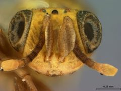 Tanaostigmodes howardii by the Smithsonian. Used under a CC0 license.