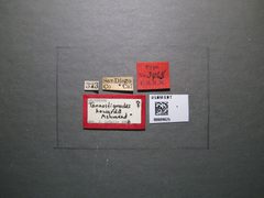 Tanaostigmodes howardii by the Smithsonian. Used under a CC0 license.