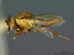 Tanaostigmodes howardii by the Smithsonian. Used under a CC0 license.