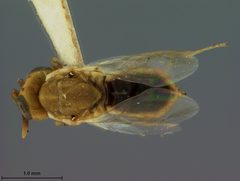Tanaostigmodes howardii by the Smithsonian. Used under a CC0 license.