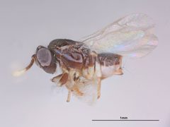 Tanaostigmodes sonorensis by the Smithsonian. Used under a CC0 license.