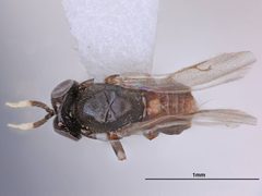 Tanaostigmodes sonorensis by the Smithsonian. Used under a CC0 license.
