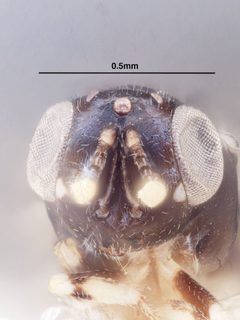 Tanaostigmodes sonorensis by the Smithsonian. Used under a CC0 license.