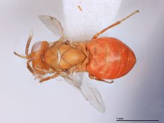 Tanaostigmodes tescus by the Smithsonian. Used under a CC0 license.