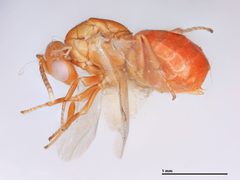 Tanaostigmodes tescus by the Smithsonian. Used under a CC0 license.