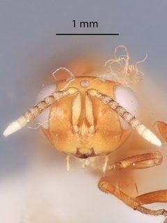 Tanaostigmodes tescus by the Smithsonian. Used under a CC0 license.
