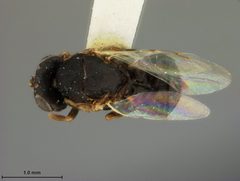 Tanaostigmodes tychii by the Smithsonian. Used under a CC0 license.