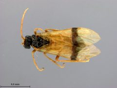 Aglaostigma (Stigmatozona) sinensis by the Smithsonian. Used under a CC0 license.