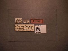 Aglaostigma (Stigmatozona) sinensis by the Smithsonian. Used under a CC0 license.