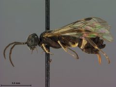 Allantus cinctus var. nigritibialis by the Smithsonian. Used under a CC0 license.