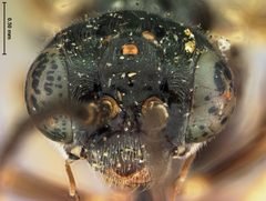 Allantus cinctus var. nigritibialis by the Smithsonian. Used under a CC0 license.
