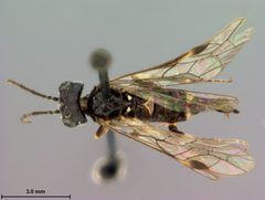 Allantus cinctus var. nigritibialis by the Smithsonian. Used under a CC0 license.