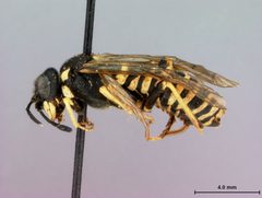 Allantus subnigriceps by the Smithsonian. Used under a CC0 license.