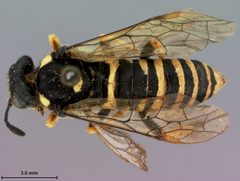 Allantus subnigriceps by the Smithsonian. Used under a CC0 license.