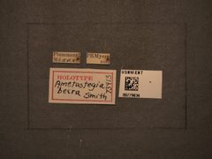 Ametastegia becra by the Smithsonian. Used under a CC0 license.