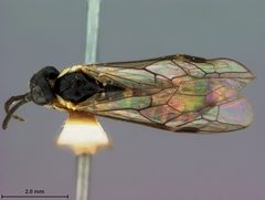 Ametastegia becra by the Smithsonian. Used under a CC0 license.