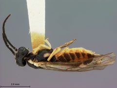 Ametastegia becra by the Smithsonian. Used under a CC0 license.