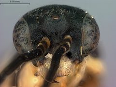 Ametastegia becra by the Smithsonian. Used under a CC0 license.