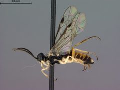 Ametastegia xenia by the Smithsonian. Used under a CC0 license.
