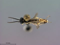 Ametastegia xenia by the Smithsonian. Used under a CC0 license.