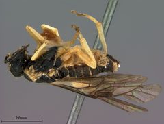 Aneugmenus japonicus by the Smithsonian. Used under a CC0 license.